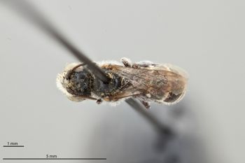 Media type: image;   Entomology 793153 Aspect: habitus dorsal view